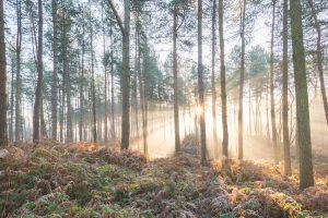 Misty sunrise at Delemere Forest in Cheshire
