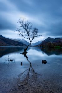 Lone tree at llyn Padarn, llanberis, Snowdonia, North Wales