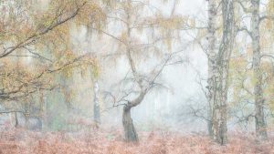 Silver Birch trees at Holme Fen Nature Reserve in Cambridgeshire on a misty autumn morning.