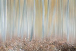How to add motion blur to woodland shots in Affinity Photo after